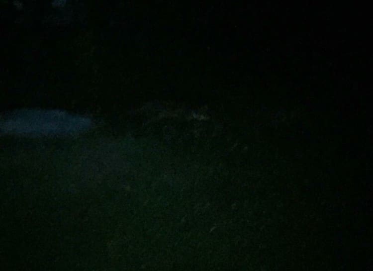 Het resultaat van deze nacht, een Vos op 3 m afstand in mijn tuin! image