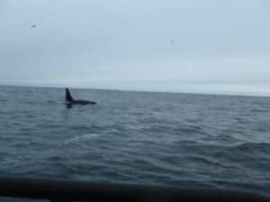 Het is natuurlijk off topic, maar hier wat foto’s van de orca’s.P1010432 Orca 5P1010437O