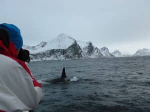 Het is natuurlijk off topic, maar hier wat foto’s van de orca’s.P1010432 Orca 5P1010437O