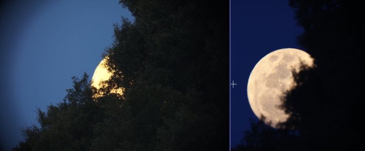 moon-trees